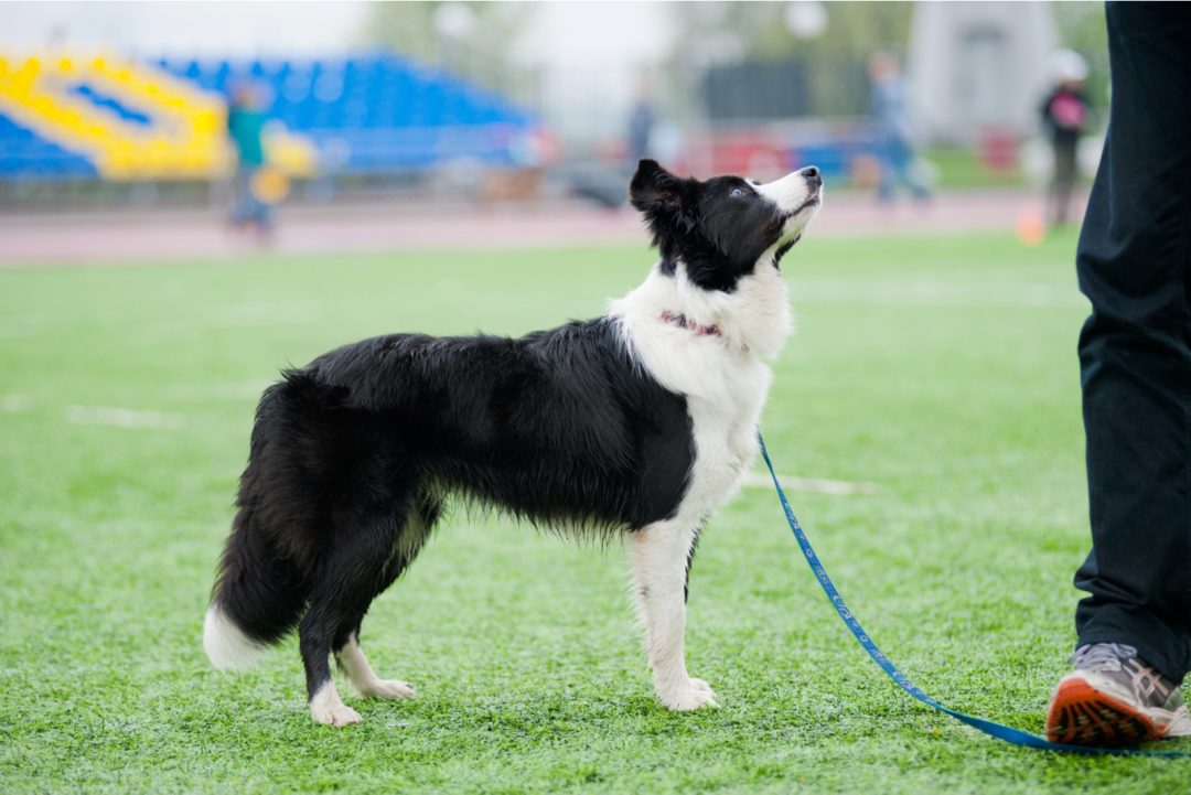 Male Vs. Female Border Collie: Can You Handle Them?