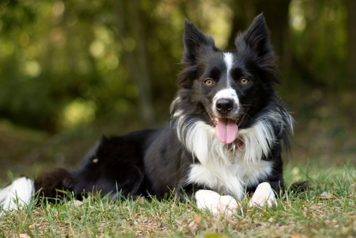 Male Vs. Female Border Collie: Can You Handle Them?