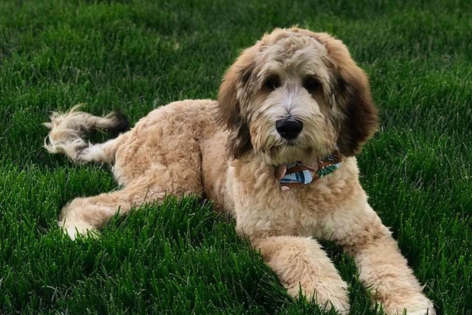 The Saint Berdoodle: Guard Dog, Gentle Giant, And Nanny!