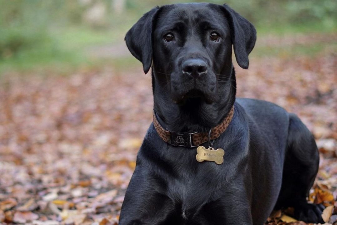 Cane Corso Husky Mix And Other Common Cane Corso Mixes