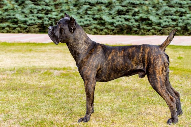 The Cane Corso Lifespan: How Long Will Your Dog Be Around