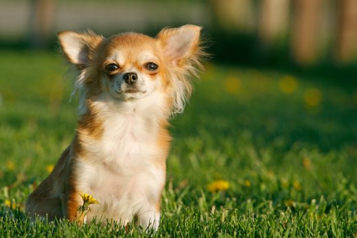 How Much Do Chihuahuas Cost? Puppy Price And Expenses