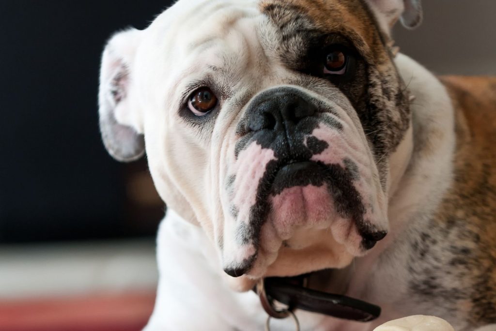 Merle English Bulldog Everything We Know About This Rare Pup