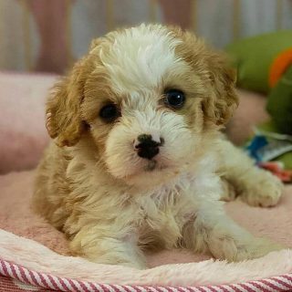 Cavapoochon Vs. Cavachon Vs. Cavapoo – All You Need To Know