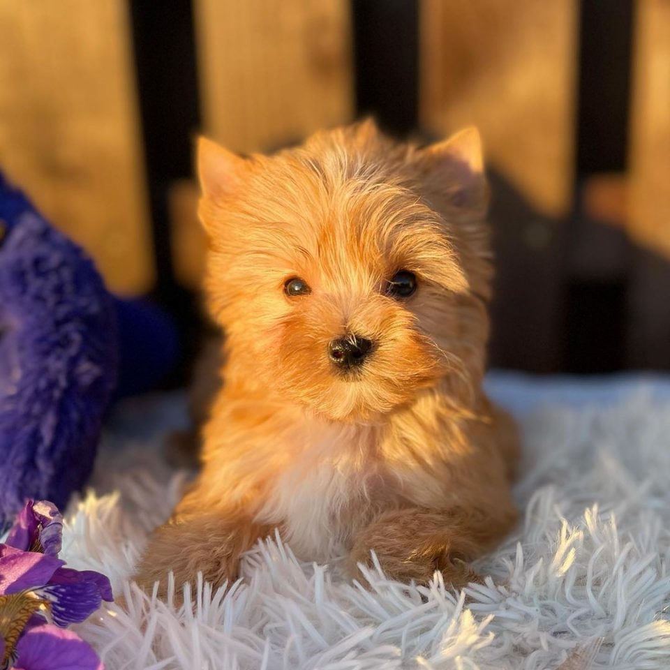 How Much Do Yorkies Cost? Yorkshire Terrier Costs Explained