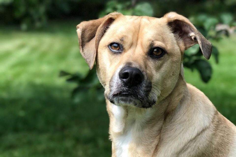 Black Mouth Cur Lab Mix: A Complete Guide To A Designer Dog