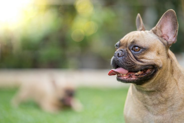 Male Vs Female French Bulldog: Which One Would You Choose?