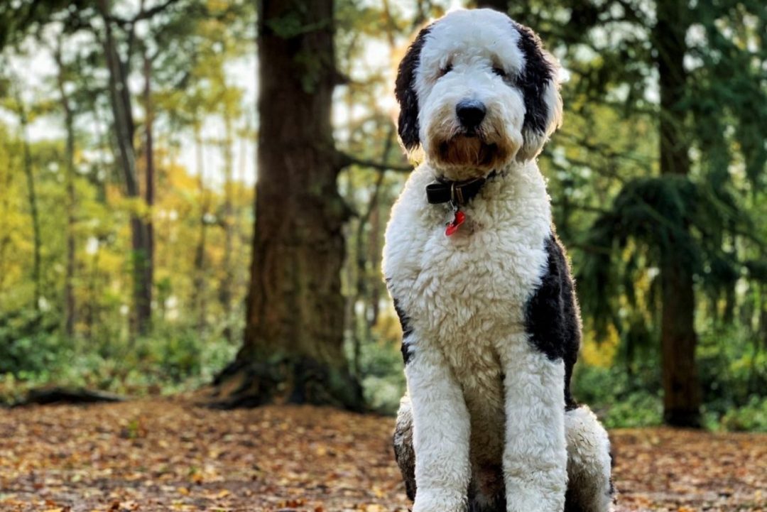 Do Sheepadoodles Shed All You Need To Know Before Buying   Cute Sheepadoodle In Nature Sitting 1080x721 