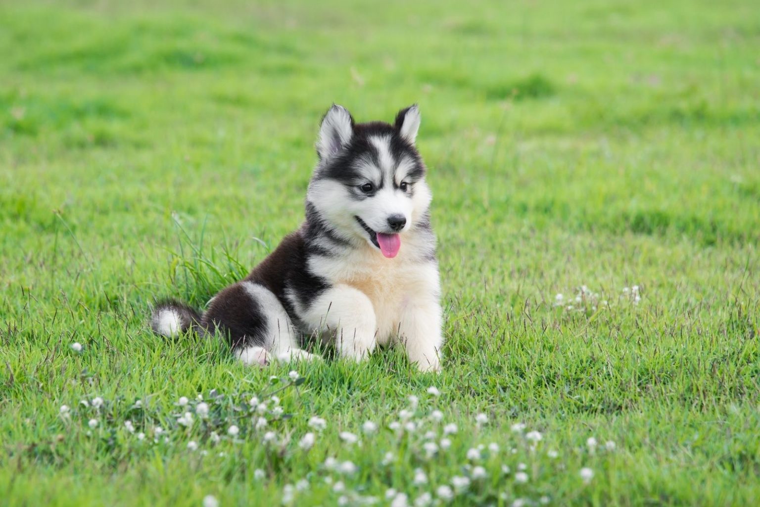 A Teacup Husky – Everything You Need To Know About This Dog