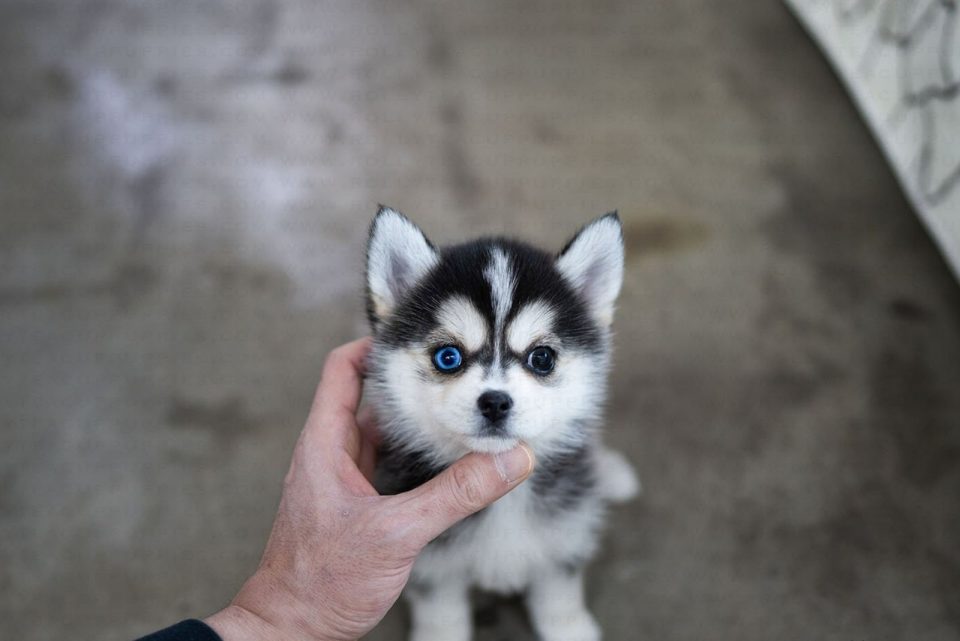 Teacup Pomsky All You Ever Wanted To Know About Them