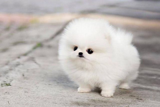 Teacup Pomsky: All You Ever Wanted To Know About Them