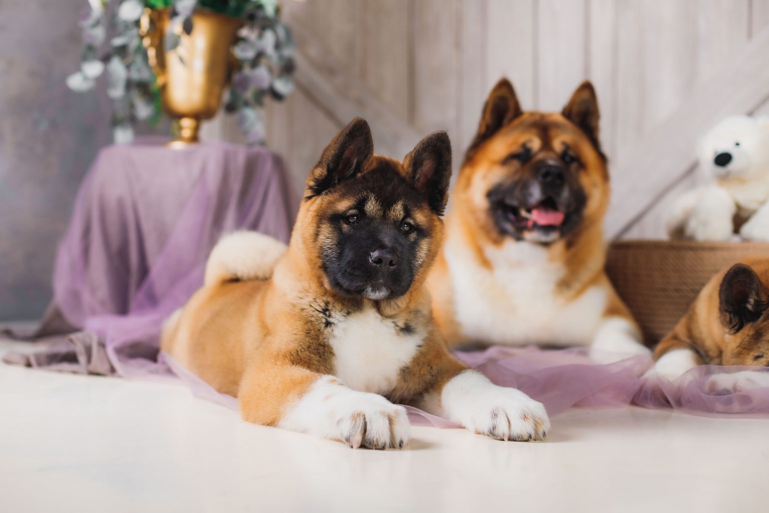 Male Vs Female Akita: Differences In Temperament & Appearance