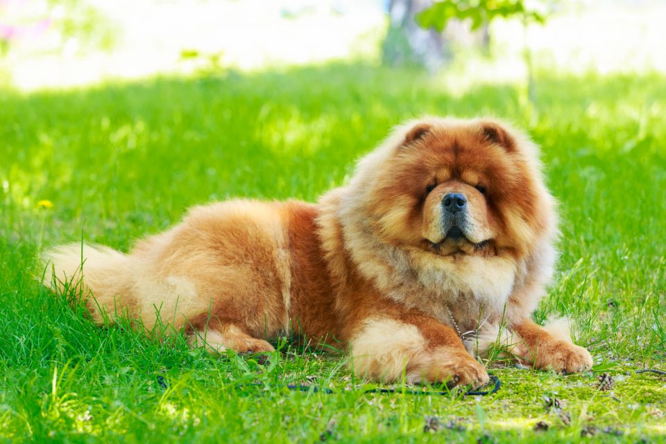 Male Vs Female Chow Chow: Who Will Win This Battle?