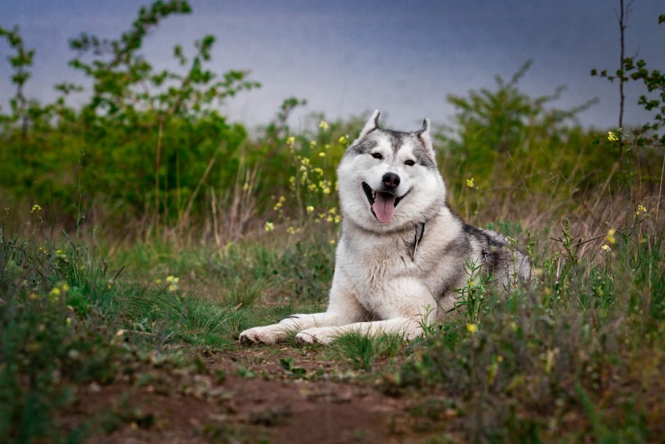 Male Vs Female Siberian Husky – The Impossible Decision