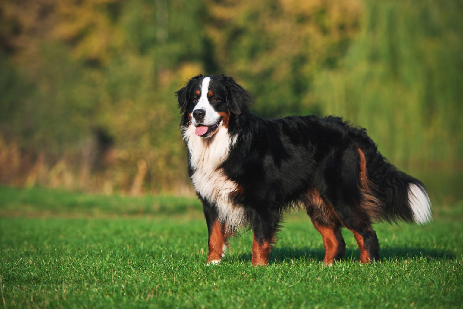 Mountain dog 1. Бернский зенненхунд альбинос.