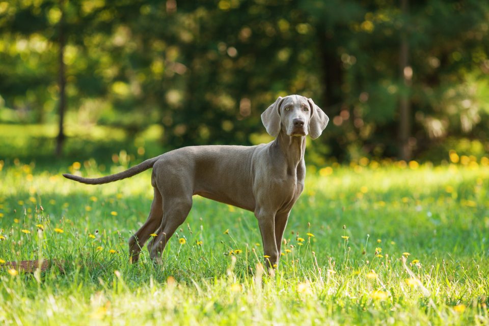 Male Vs. Female Weimaraner: Which Gray Ghost Should You Choose?