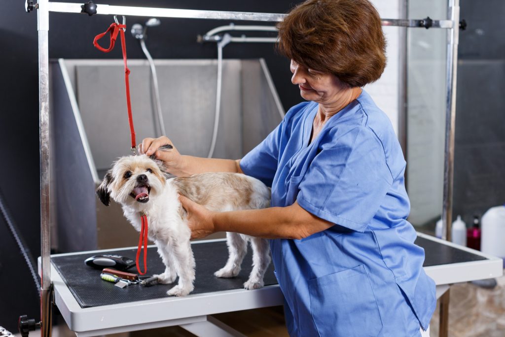 Are Havanese Hypoallergenic? Havanese Shedding And Grooming