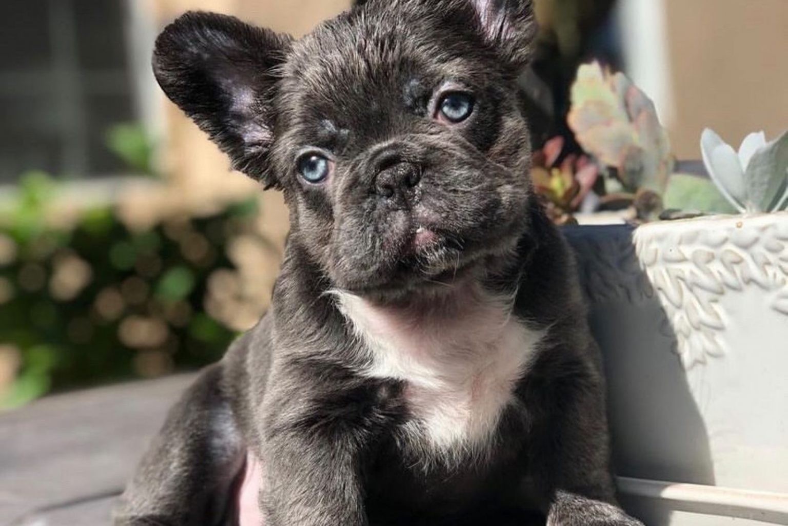 How Much Are French Bulldogs Can You Afford This Cutie?