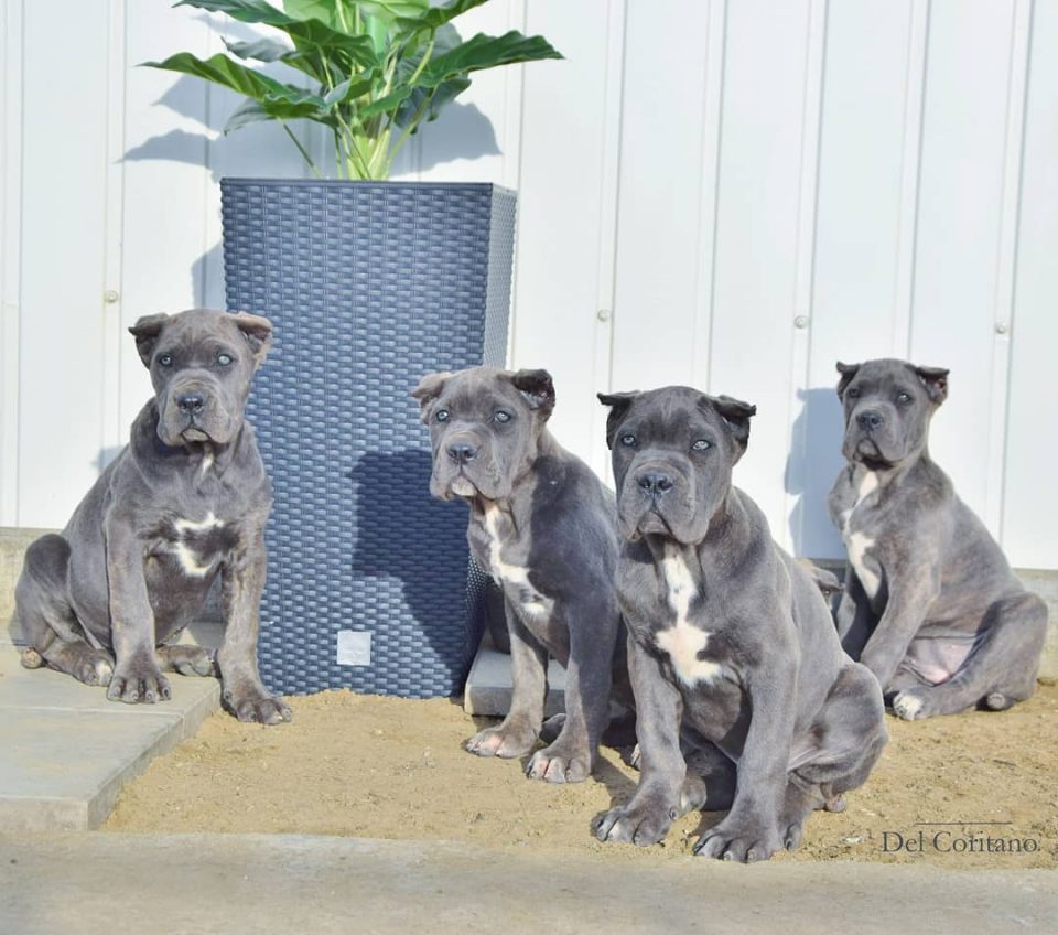 The Complete Guide To The World Of Cane Corso Colors