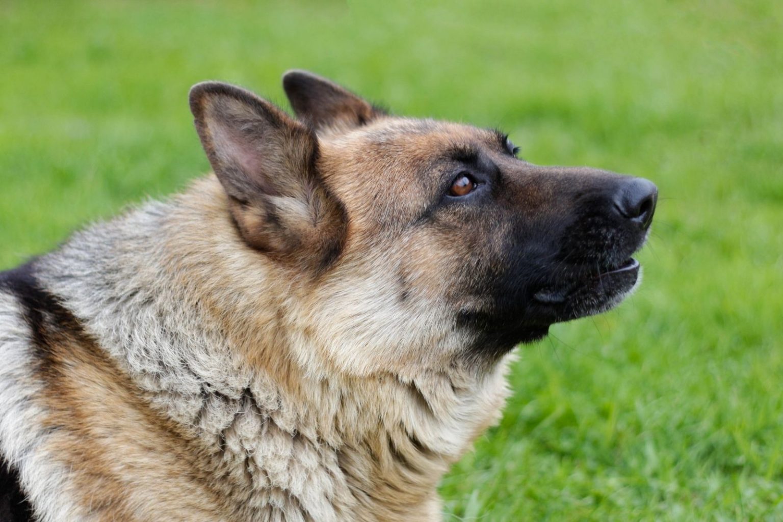 German Shepherd Howling – 9 Causes And How To Prevent It