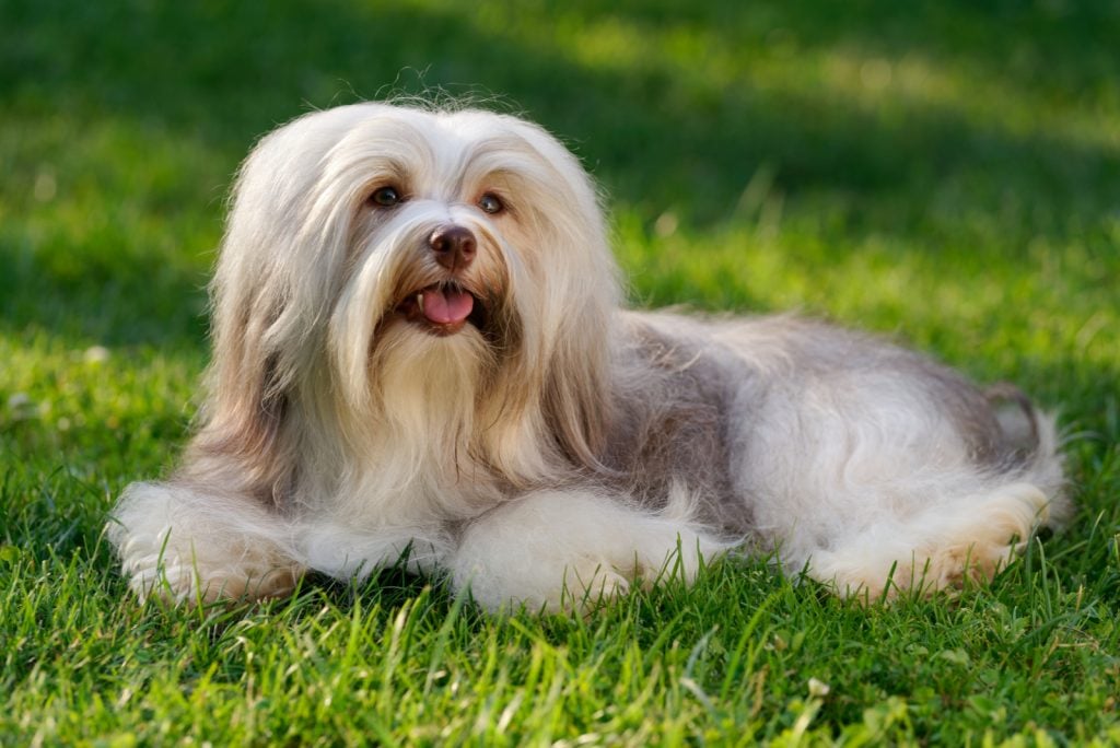 Are Havanese Hypoallergenic? Havanese Shedding And Grooming