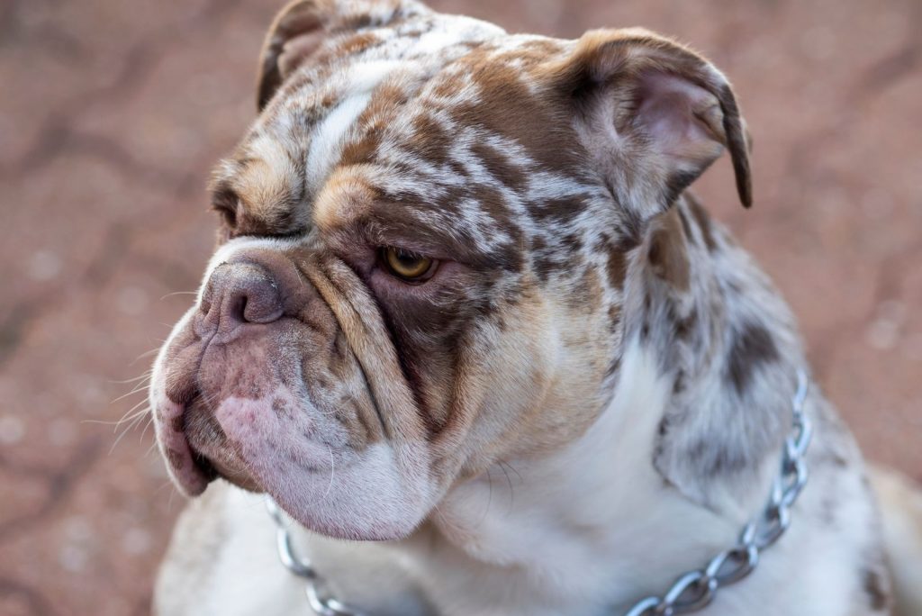 Merle English Bulldog: Everything We Know About This Rare Pup