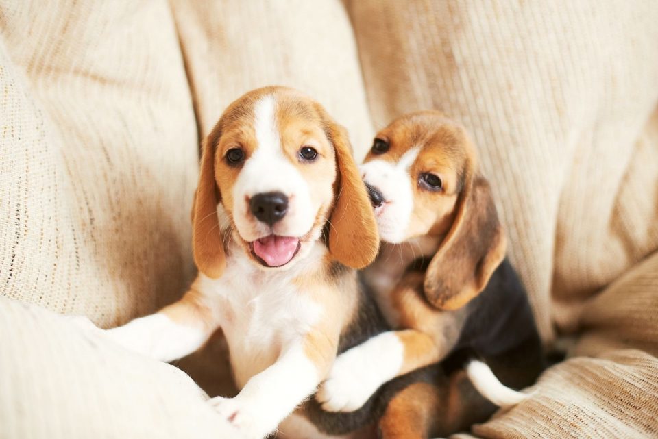 What Is The Beagle Lifespan? Beagle Health Issues And Life Expectancy