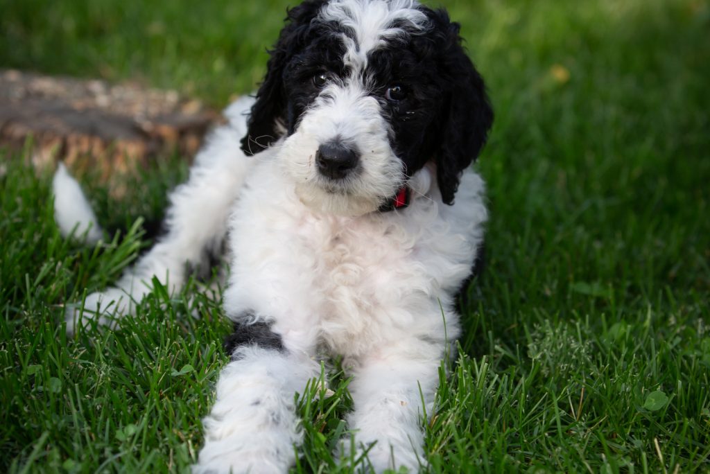 Top 8 Sheepadoodle Breeders: Puppy Price & Other Info