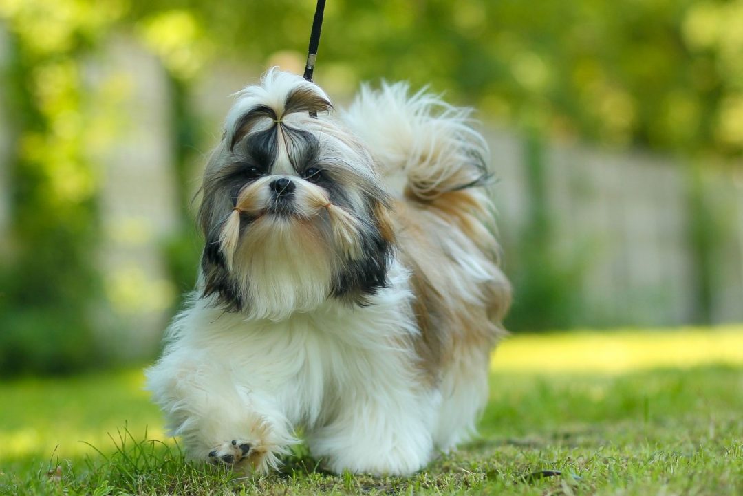 Black Shih Tzu Is This The Most Adorable Color In This Breed