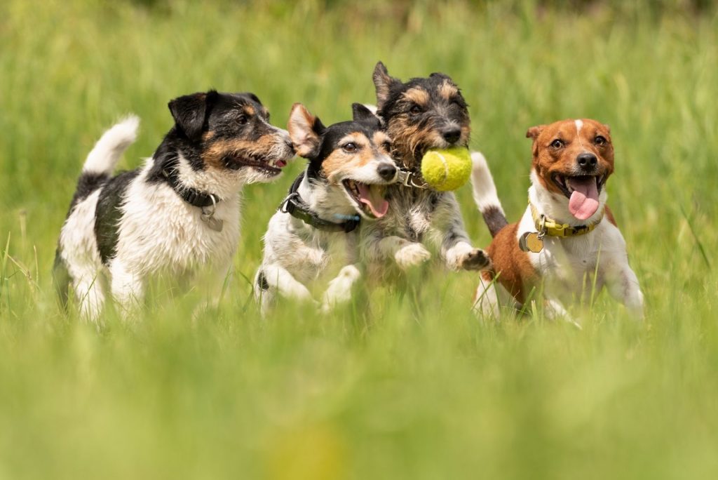 Are Jack Russell Terriers Hypoallergenic? How Much They Shed?