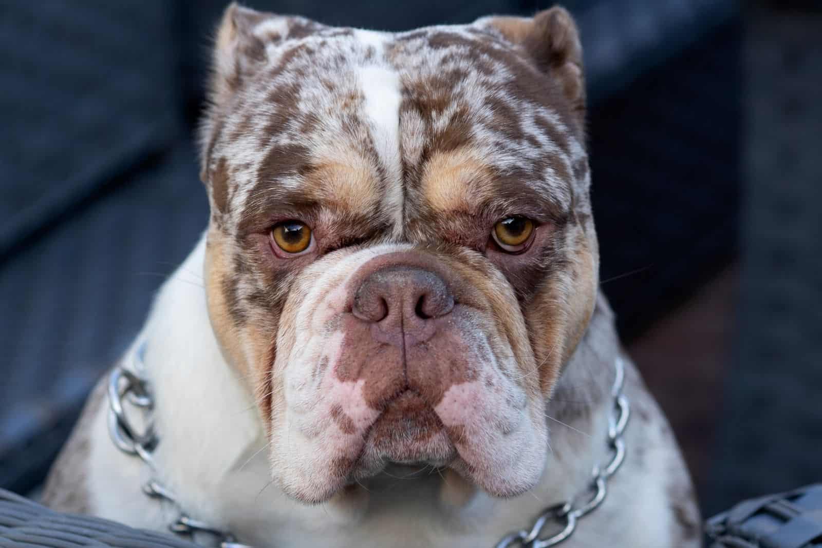 Merle English Bulldog: Paying A High Price For Good Looks