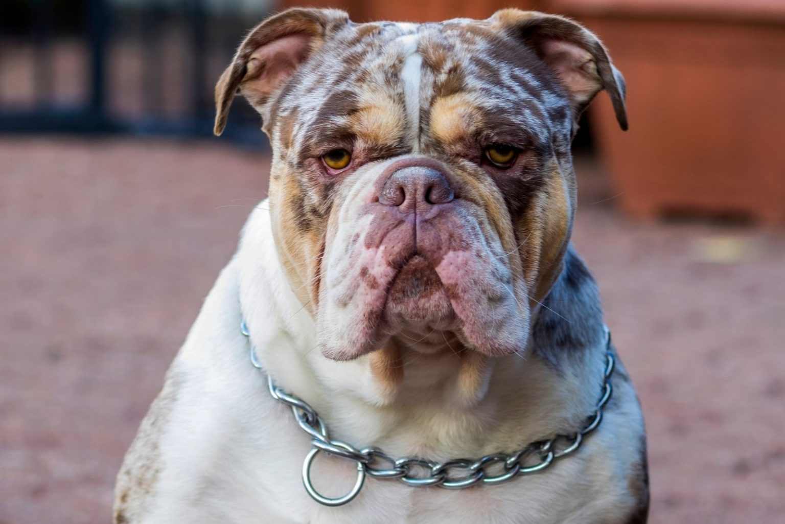 Best Merle English Bulldog Price  Don t miss out 