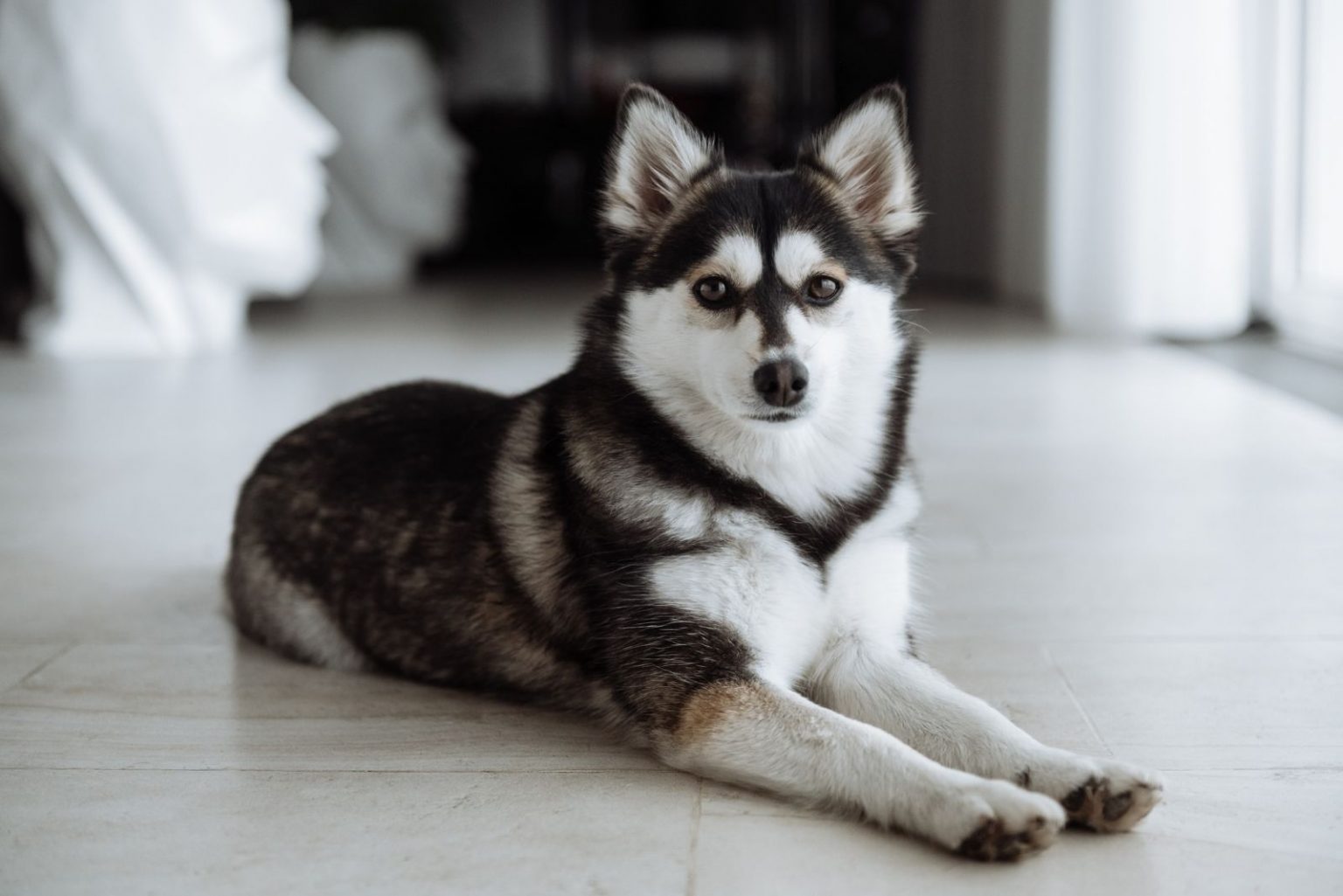 A Teacup Husky – Everything You Need To Know About This Dog