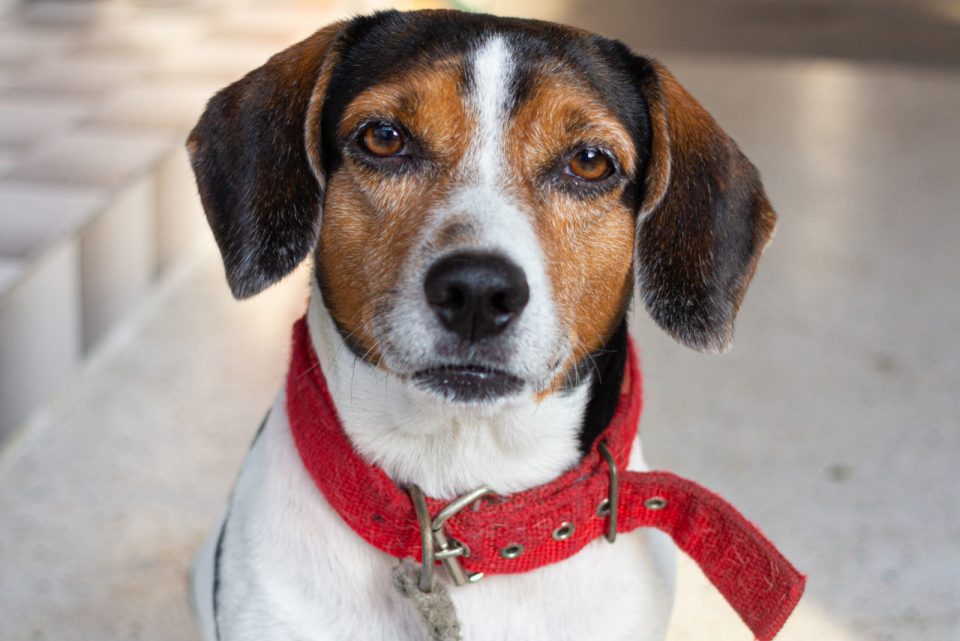 Beagle Poodle Mix: Both Loveable Breeds In One Package!