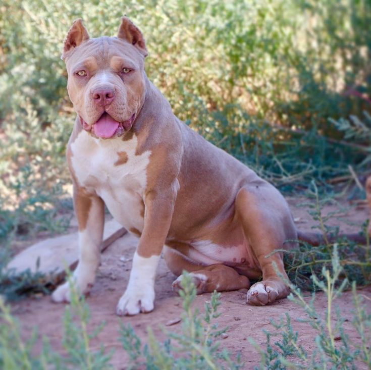 Tri Color Pitbull – What Color Combinations Are There?