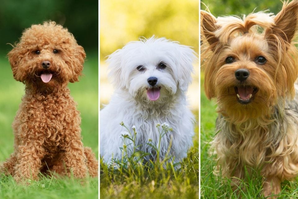 What's A Morkie Poo? Everything About This Designer Breed