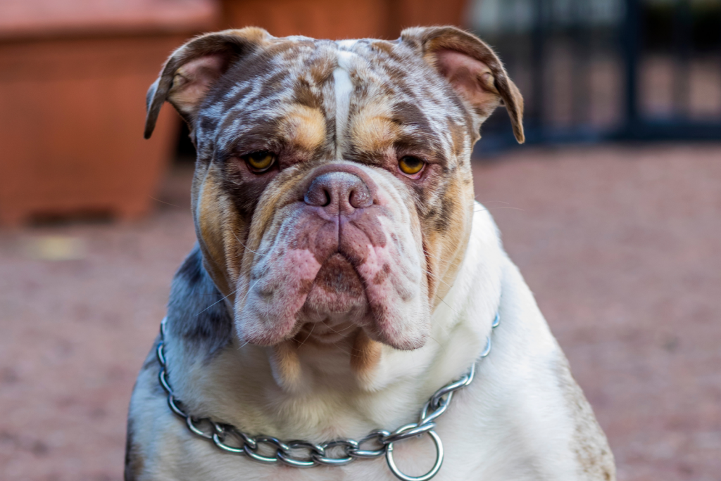 Merle English Bulldog: Everything We Know About This Rare Pup