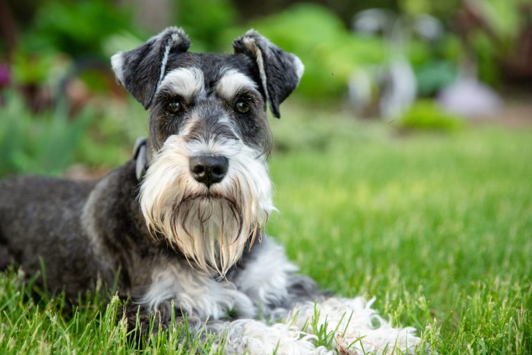 Are Schnauzers Hypoallergenic? Dog Shedding And Allergies