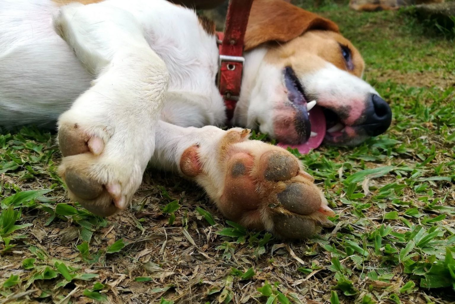 What Is The Beagle Lifespan? Beagle Health Issues And Life Expectancy