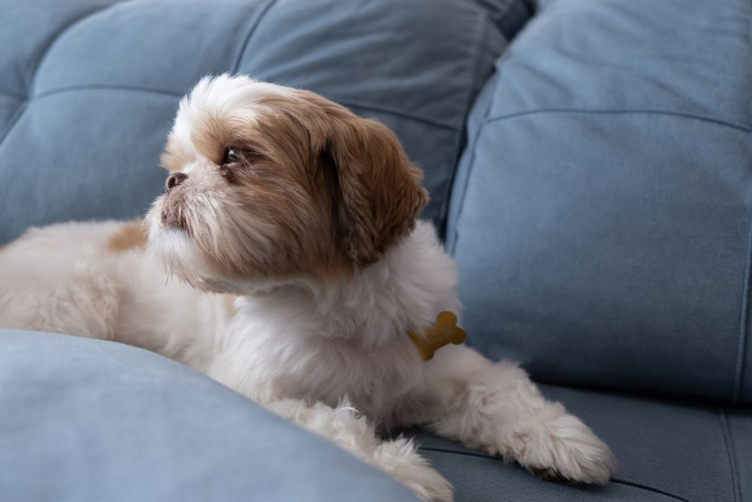 Imperial Shih Tzu: A Teacup Dog Breed That Doesn't Exist?