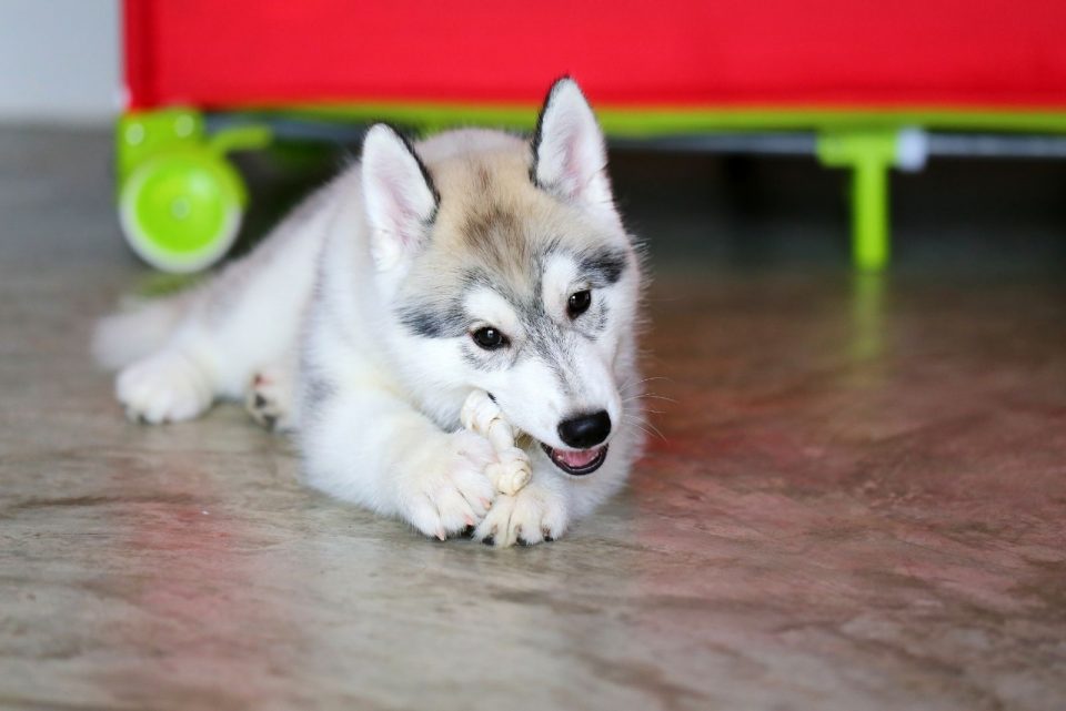 A Teacup Husky – Everything You Need To Know About This Dog