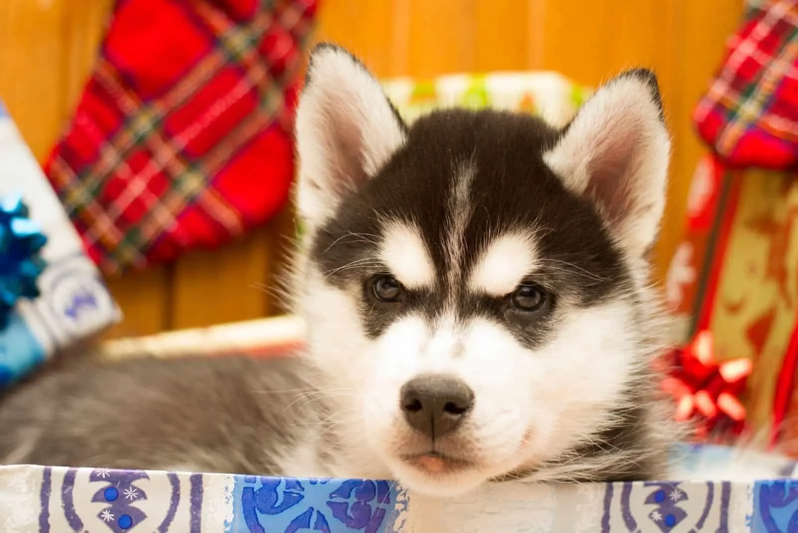 https://www.pupvine.com/wp-content/uploads/2021/05/siberian-husky-puppy.jpg.webp