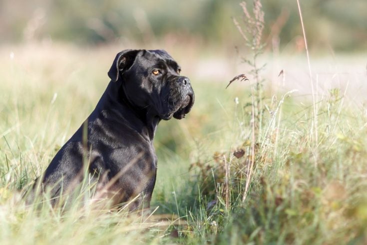 The Cane Corso Lifespan: How Long Will Your Dog Be Around