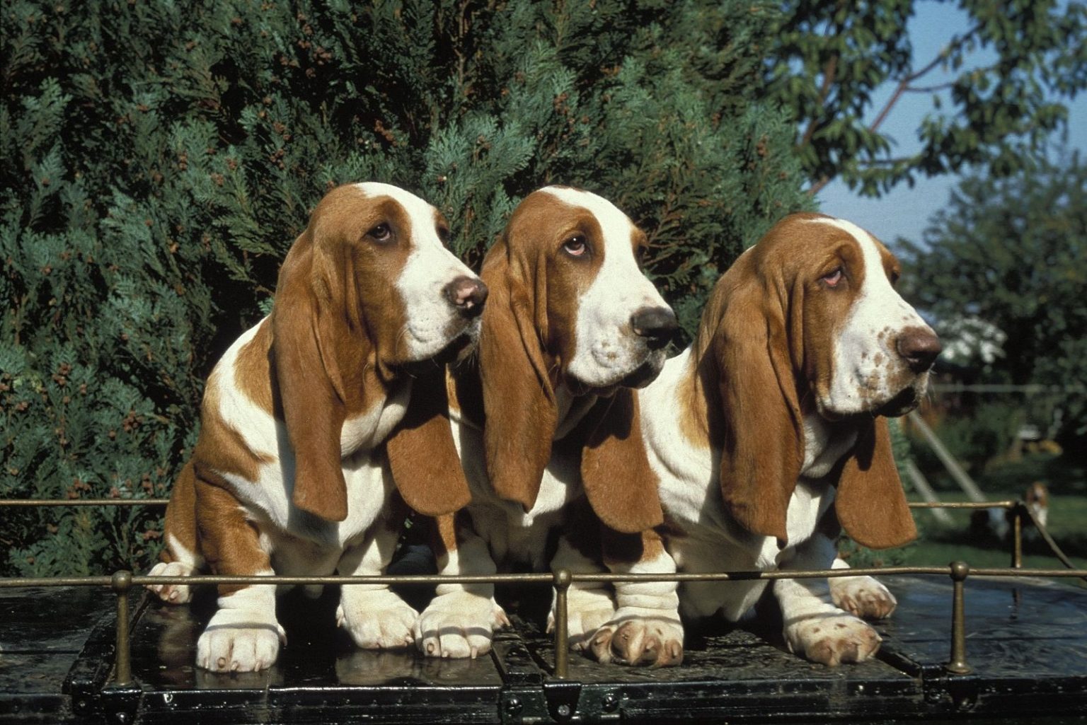 Basset Hound Lifespan: How Long Do These Pups Live?