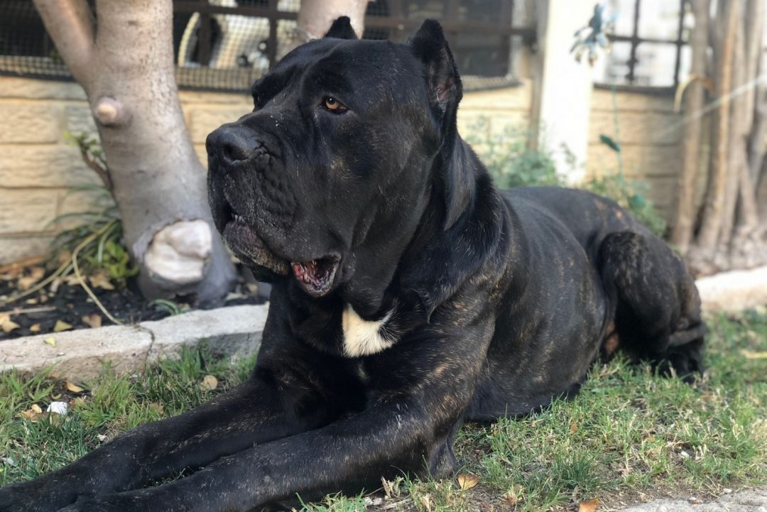 The Cane Corso Lifespan: How Long Will Your Best Friend Be Around