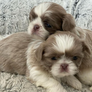 Imperial Shih Tzu: A Teacup Dog Breed That Doesn't Exist?