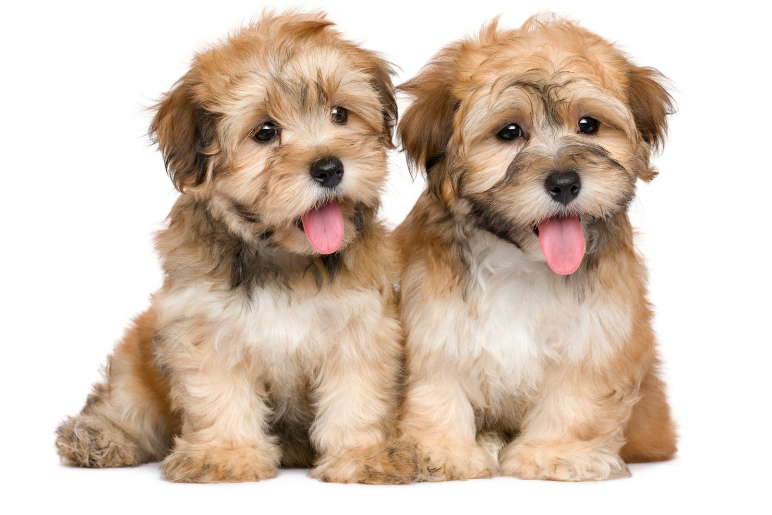 Male Vs. Female Havanese: Which One Is The Best Pet For You?