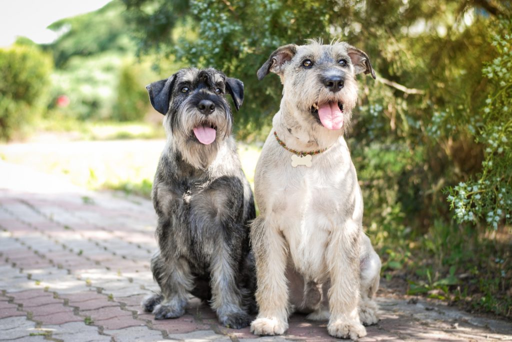Are Schnauzers Hypoallergenic? Dog Shedding And Allergies
