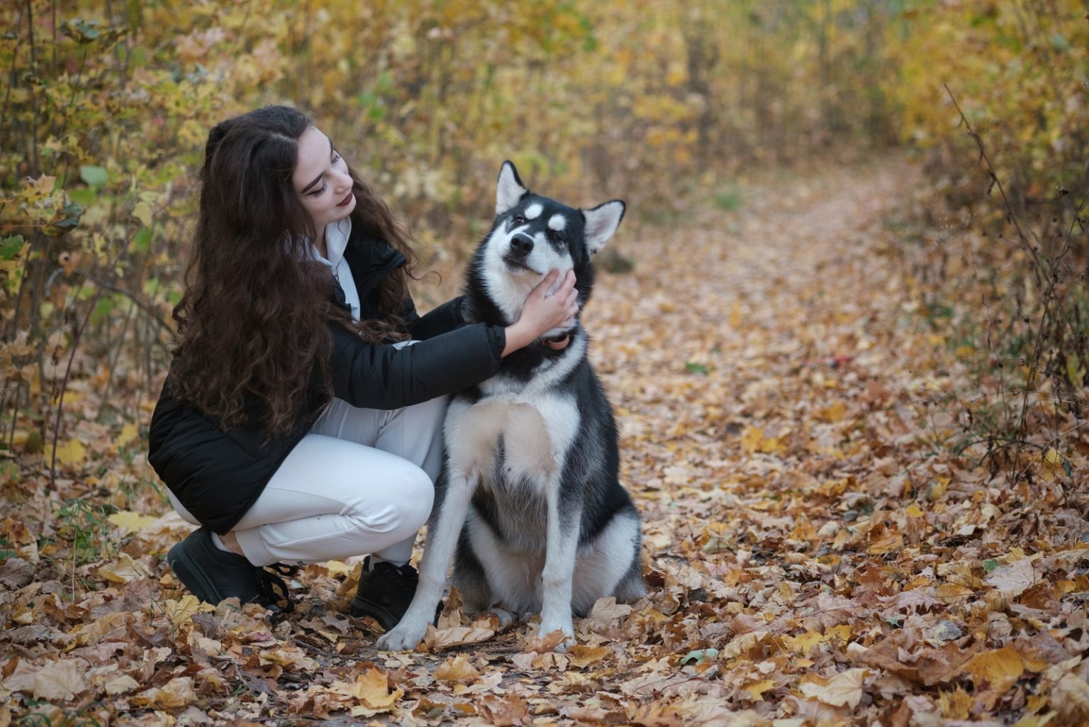 Male Vs Female Siberian Husky – The Impossible Decision