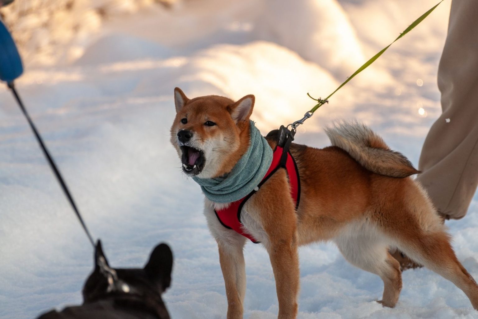 Are Shiba Inus Aggressive? Dealing With Dog Aggression